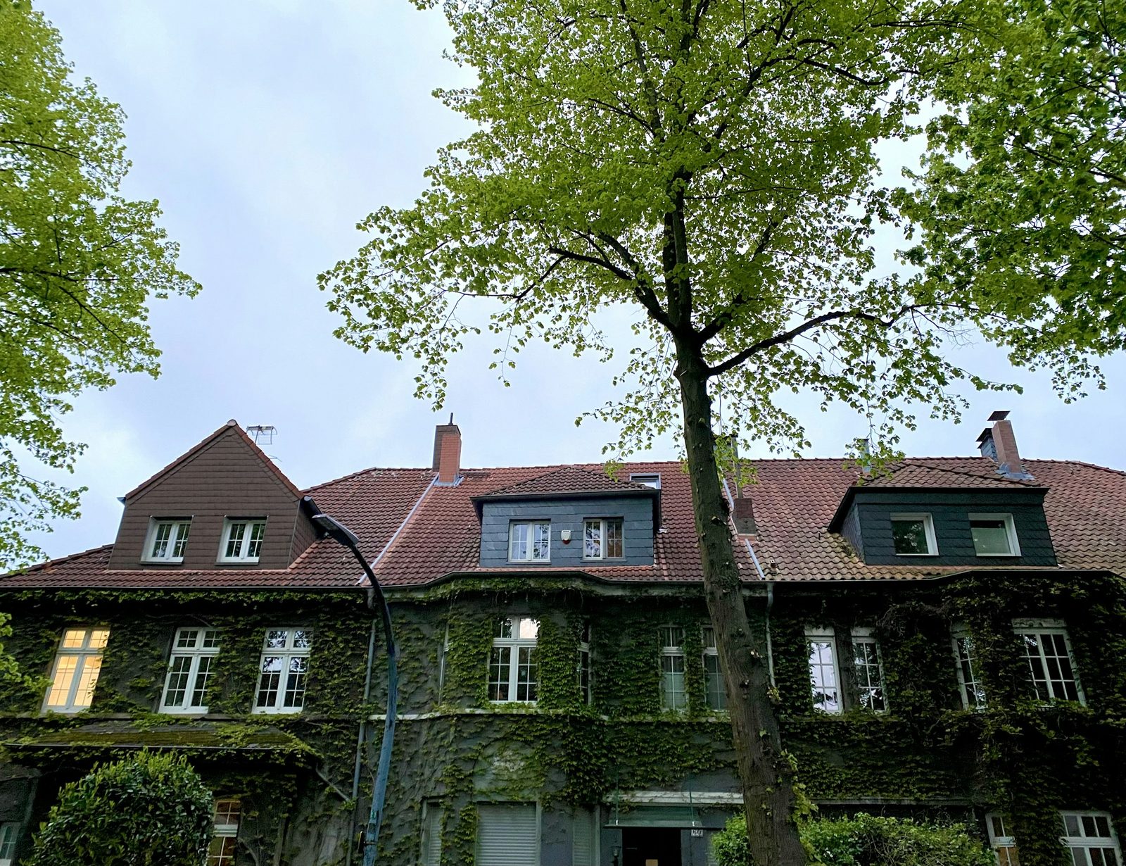 Efeubewachsenes Wohnhaus hinter einem Baum
